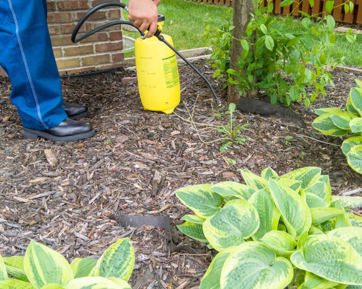 Fertilization & Weed Control - ABC LawnWorks