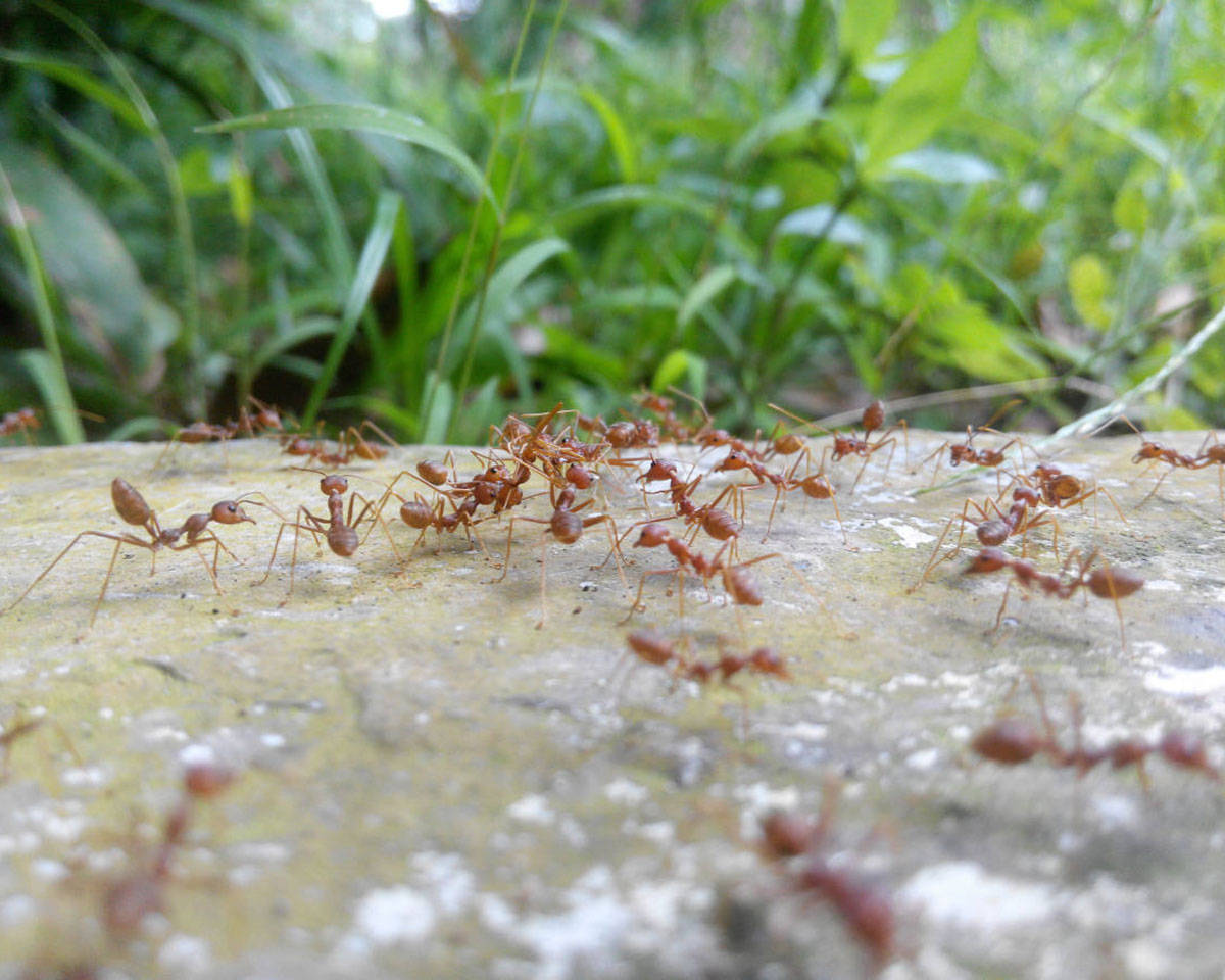 Grub & Insect Control - ABC LawnWorks