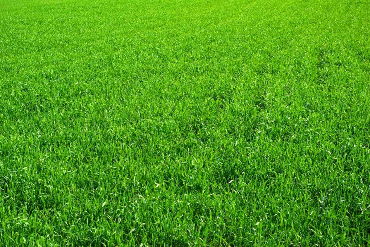 lawn background
