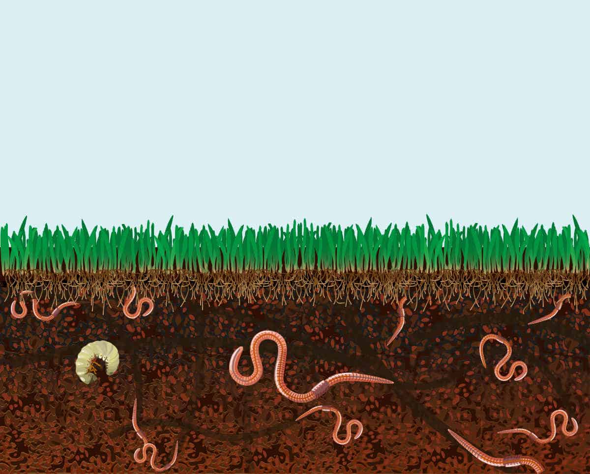 Ground cutaway Ground cutaway with earthworms and grass.